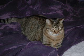 DSC_0529-320.jpg