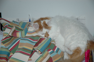 DSC_0647-320.jpg